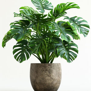 Planta costilla de Adán en tiesto