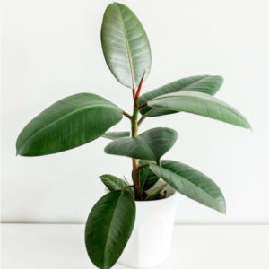 ficus en tiesto blanco