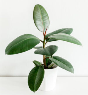 ficus en tiesto blanco