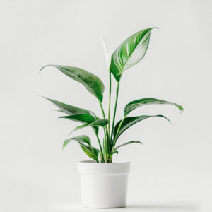planta Cuna de Moisés o "Peace lily"