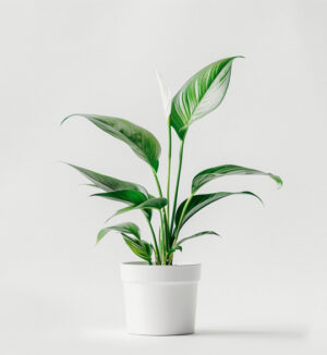 planta Cuna de Moisés o "Peace lily"