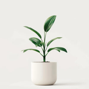 ficus pequeño en tiesto blanco