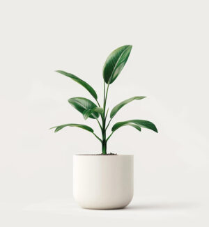 ficus pequeño en tiesto blanco
