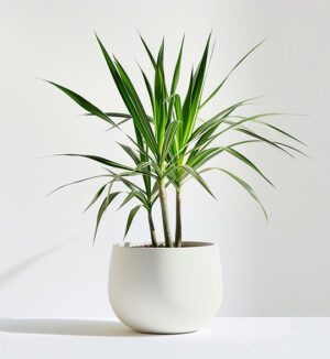 maceta con planta