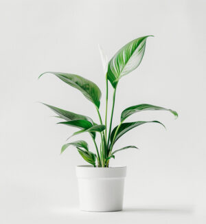 planta en maceta